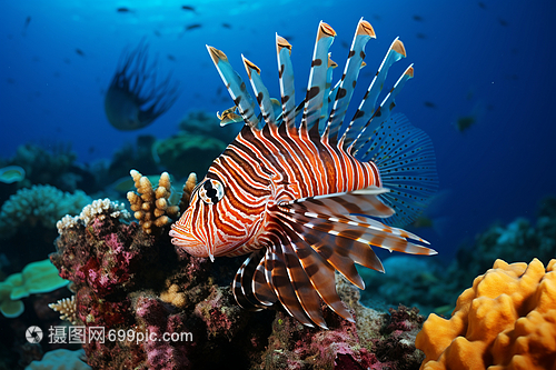 海底的獅子魚