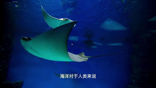 海洋生物大百科,震驚 原來海底生物有這么多