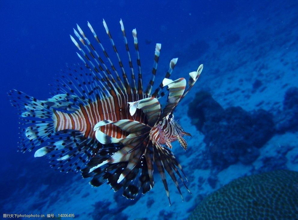 海底生物圖片