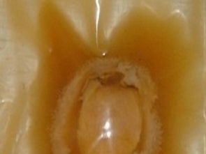圖 威海世紀海洋生物食品 威海世紀海洋生物食品加盟招商 上海食品加盟