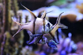 大開眼界 盤點如夢如幻的神秘海洋生物