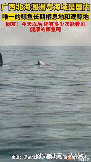 中國超市搶鹽場面太火爆,排核污后海洋生物發(fā)生異常 島國 滅絕 海鮮 海產(chǎn)品 網(wǎng)易訂閱