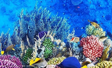 大海生物圖片素材