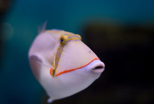 海底生物高清圖片素材 攝影圖 下載至來源處