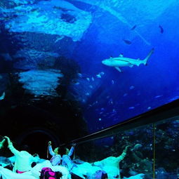 2019臺灣海洋生物博物館門票,墾丁臺灣海洋生物博物館游玩攻略,臺灣海洋生物博物館游覽攻略路線 地址 門票價(jià)格