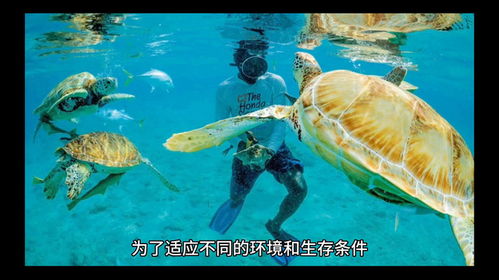 海洋生物的冷知識(shí)