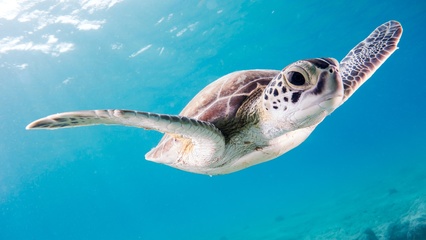 海洋生物壁紙【13】