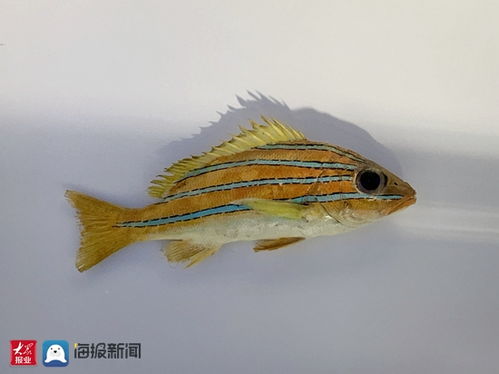 海洋科普 你不知道的海洋生物 四帶笛鯛