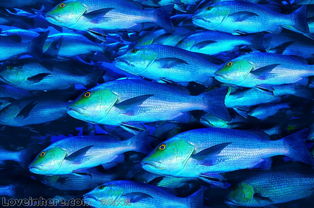 海洋生物圖庫(kù)