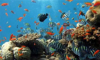 世界上最大的水族館,為保護(hù)海洋生物,游客進(jìn)入需要嚴(yán)格的安檢!_喬治亞