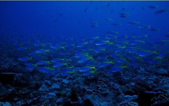 攝影欣賞:美麗的海洋生物 - 設(shè)計(jì)之家