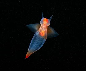 讓人美哭的海洋生物攝影