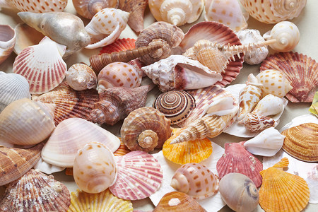 扇貝海洋生物